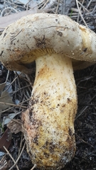 Phylloporus clelandii