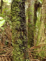 Leptogium denticulatum