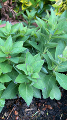 Platycodon grandiflorus