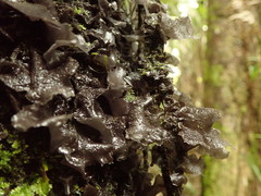 Leptogium denticulatum