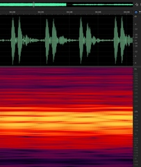 Diceroprocta eugraphica