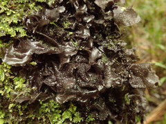 Leptogium denticulatum