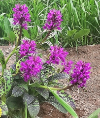 Dactylorhiza aristata