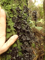 Leptogium denticulatum