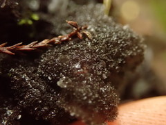 Leptogium denticulatum