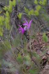 Arethusa bulbosa
