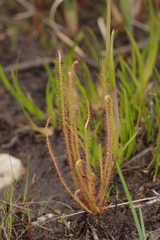Drosera filiformis