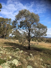 Eucalyptus sideroxylon