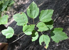 Acer rubrum drummondii