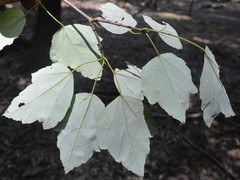 Acer rubrum drummondii