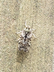 Melanoliarus placitus