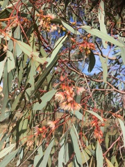 Eucalyptus sideroxylon