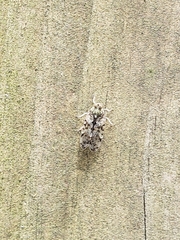 Melanoliarus placitus