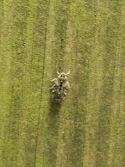 Melanoliarus placitus