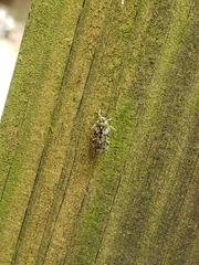 Melanoliarus placitus