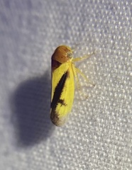 Oncopsis variabilis