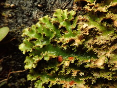 Sticta babingtonii