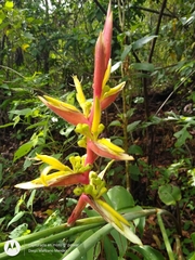 Heliconia subulata