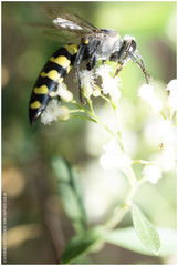 Stictia