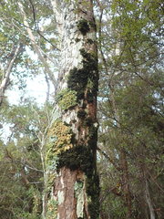 Leptogium coralloideum