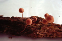 Mycena parsonsii