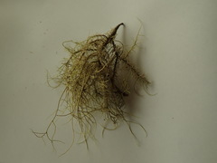 Usnea baileyi