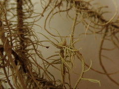 Usnea baileyi