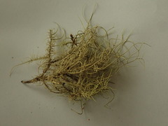 Usnea baileyi