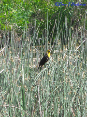 Xanthocephalus xanthocephalus