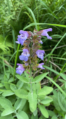 Salvia officinalis