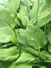 Hosta plantaginea