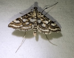 Elophila ekthlipsis