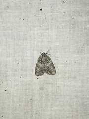 Acronicta retardata