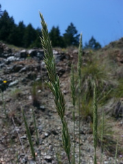 Calamagrostis ophitidis