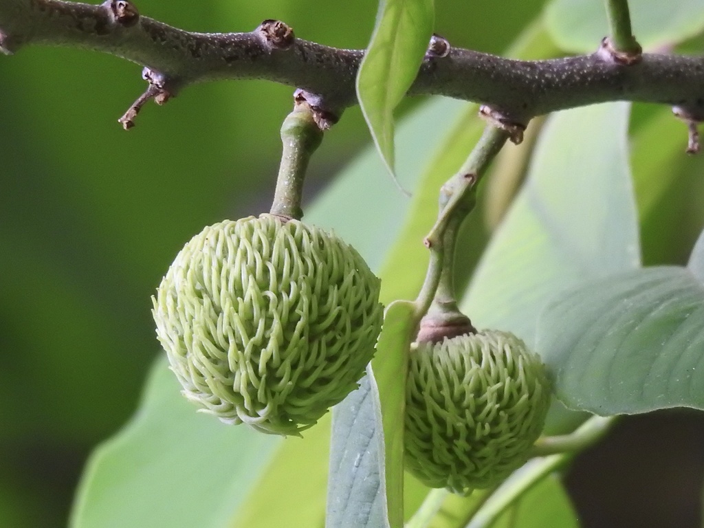 Annona spraguei