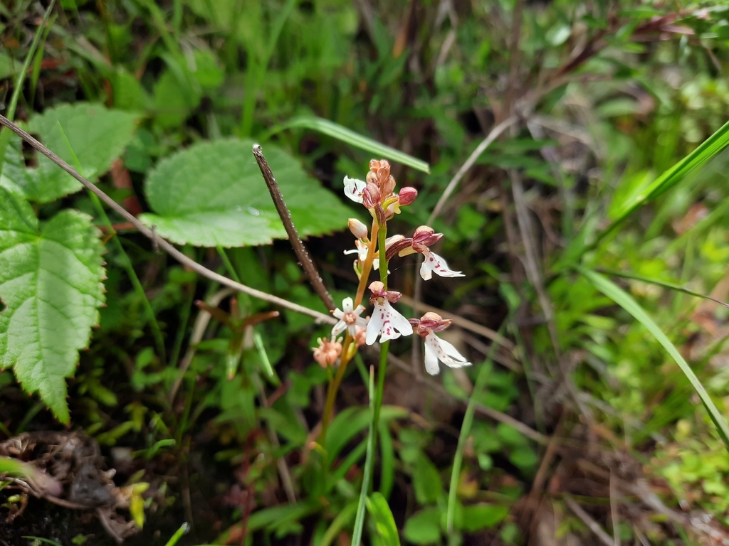 Hemipilia puberula