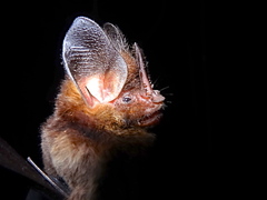 Gardnerycteris crenulatum