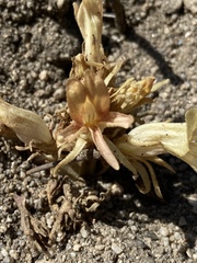 Aphyllon californicum feudgei