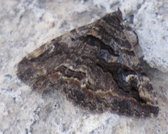 Zaleops umbrina