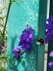 Bombus
