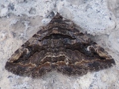 Zaleops umbrina