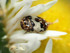 Anthrenus isabellinus
