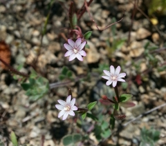 Epilobium minutum