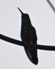 Saucerottia beryllina