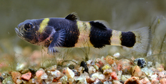 Bumblebee Goby photo 3