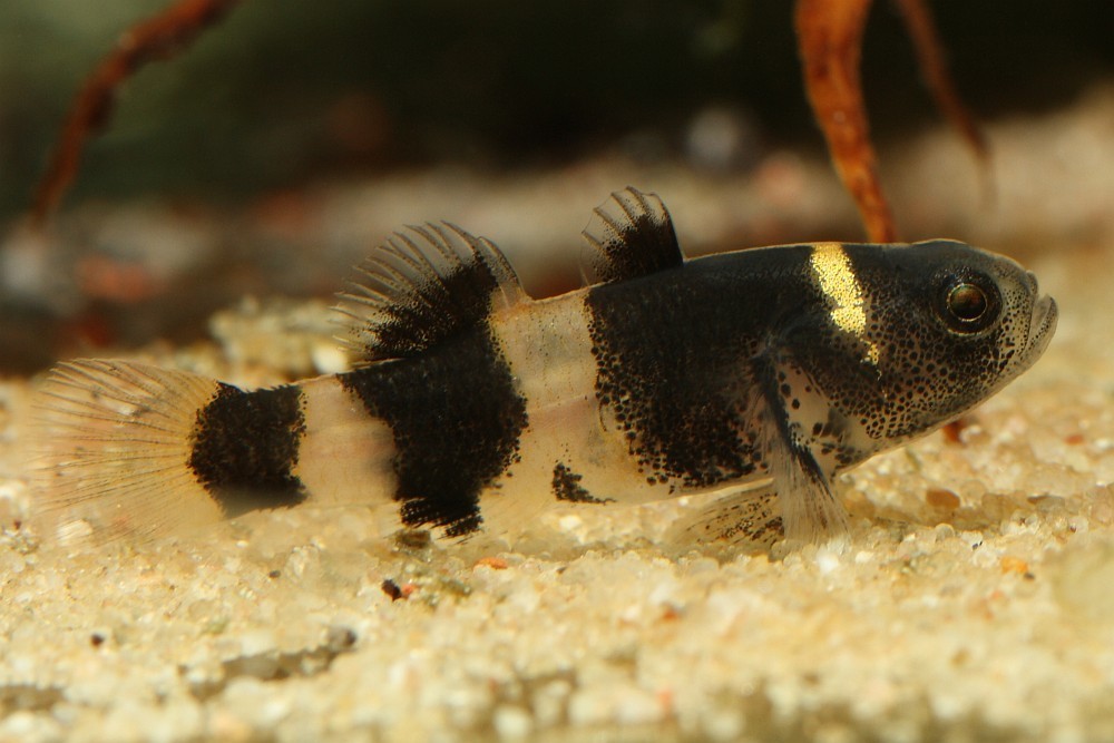 Gobie abeille de Doria (Brachygobius doriae)