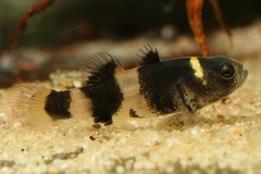 Bumblebee Goby photo 1