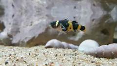 Bumblebee Goby photo 2
