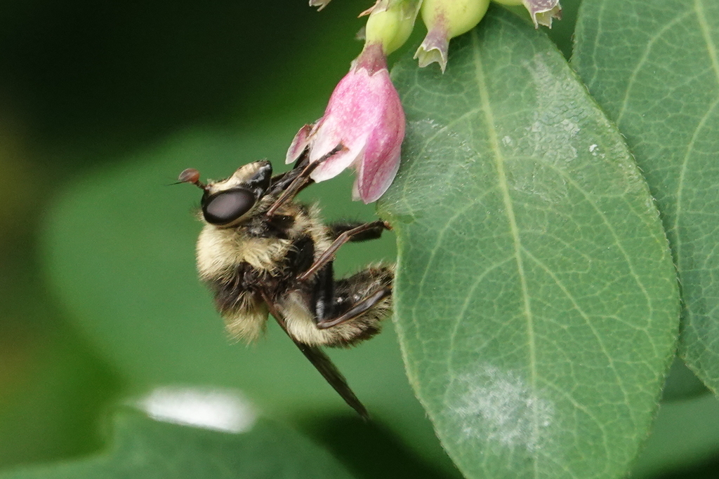 Tricoloured Bumblefly