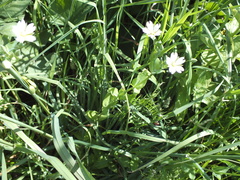 Cerastium davuricum